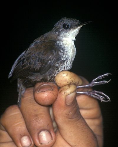 Southern nightingale-wren